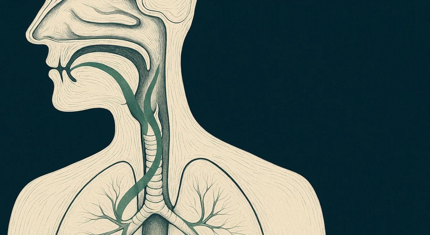 Editorial anatomical illustration for ear, nose, throat, and breathing topics.